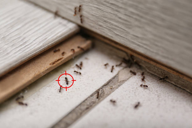 Best Mosquito Control Services  in Harleysville, PA