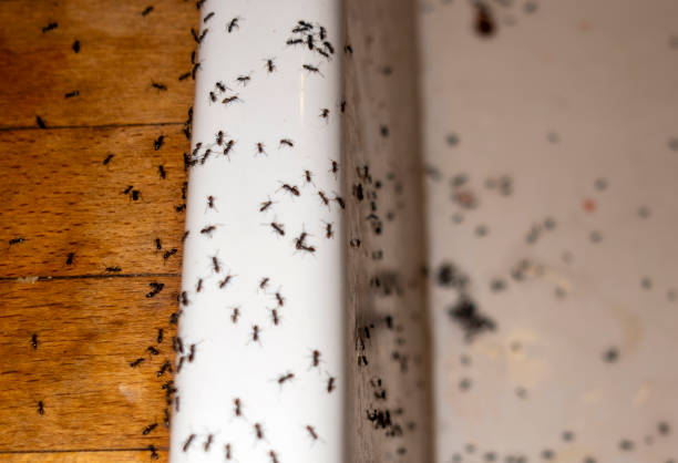 Best Bed Bug Extermination  in Harleysville, PA